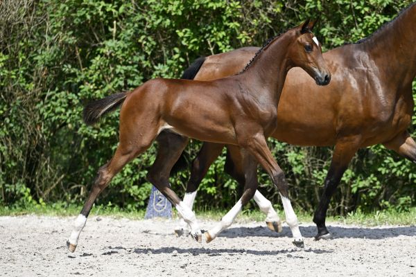 Zangersheide Online Foal Auction August - Explore the